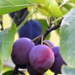a quel age un prunier donne des fruits 1