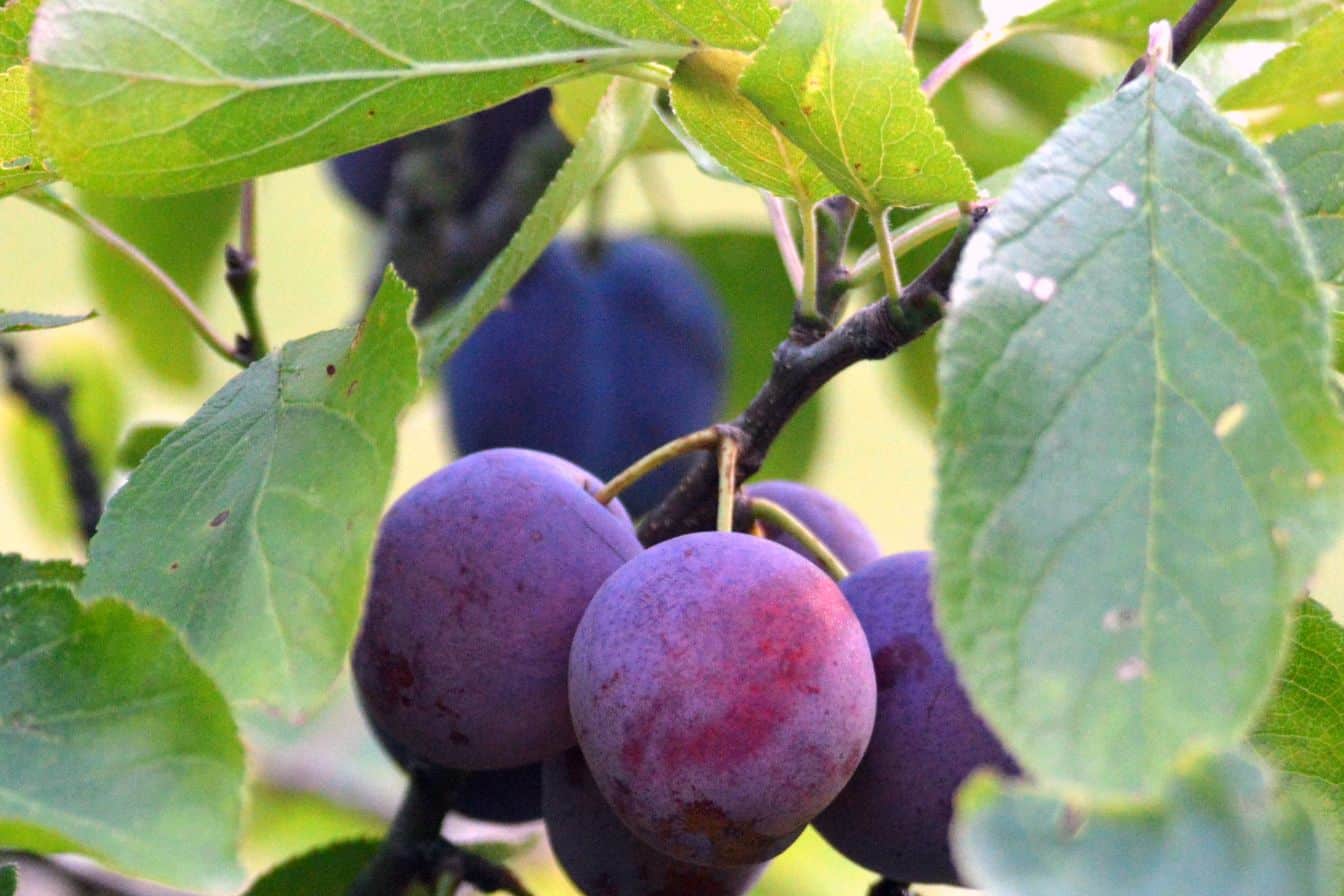 a quel age un prunier donne des fruits 1