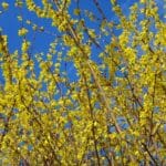 comment tailler les forsythia 1