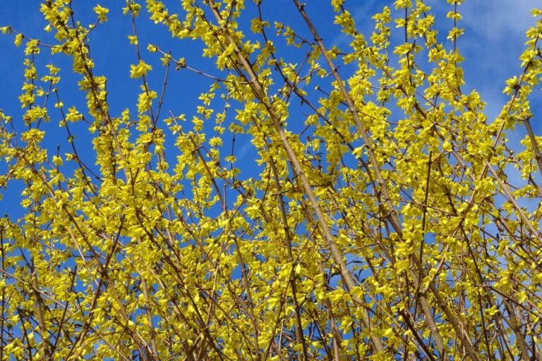 comment tailler les forsythia 1