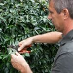 comment tailler un vieux forsythia 1