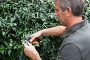 comment tailler un vieux forsythia 1