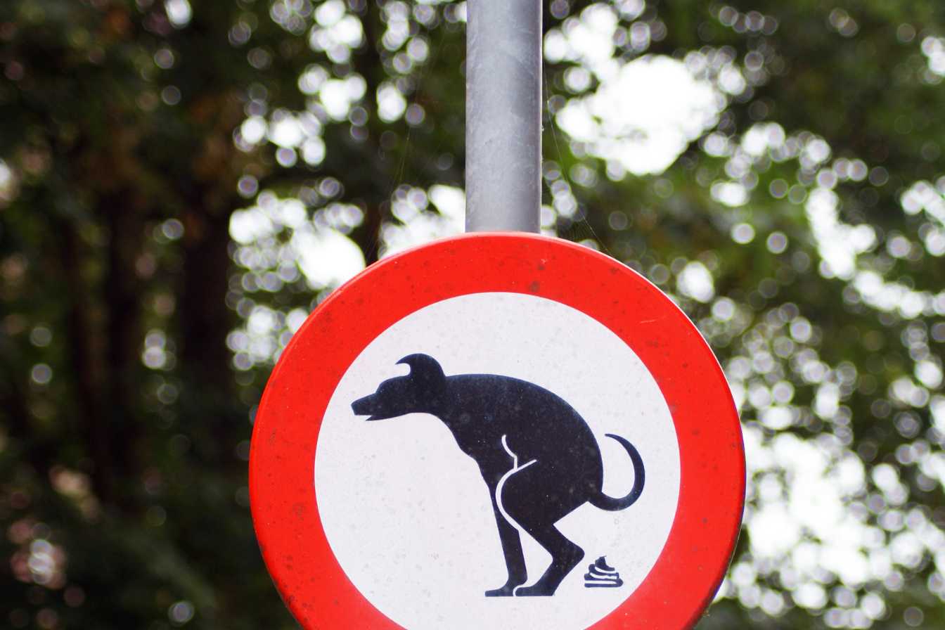 crotte-de-fouine-comment-identifier-nettoyer-et-eloigner-ces-visiteurs-indesirables-3