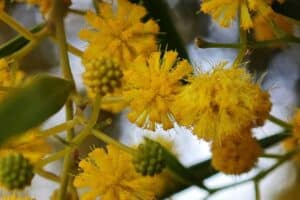 fleur d acacia bienfaits cueillette et recettes pour profiter de ce tresor printanier 1