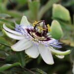 fleur de la passion culture entretien et bienfaits du guide complet 1