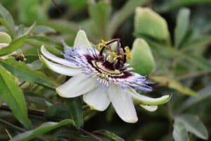 fleur de la passion culture entretien et bienfaits du guide complet 1