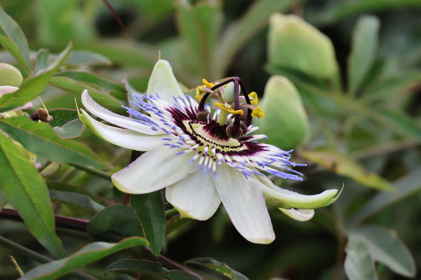 fleur de la passion culture entretien et bienfaits du guide complet 1