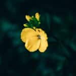 giroflee comment cultiver cette fleur parfumee au jardin 1