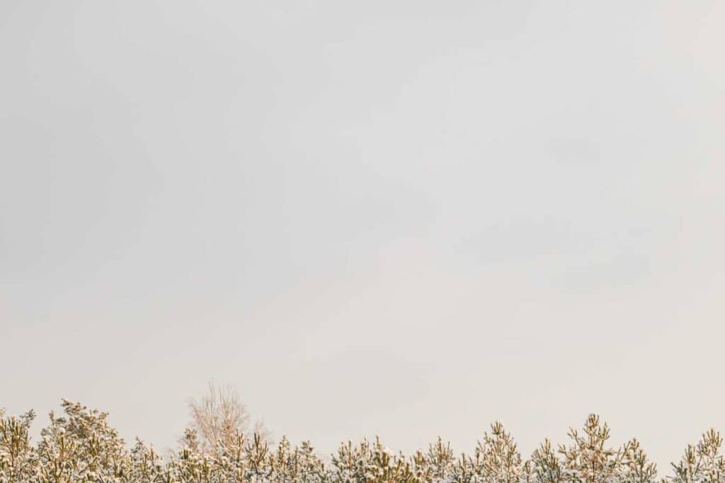 guepe de terre identifier gerer et proteger votre jardin en toute securite 1