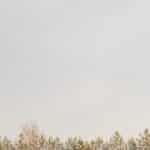 guepe de terre identifier gerer et proteger votre jardin en toute securite 1