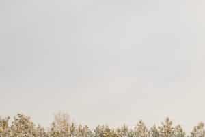 guepe de terre identifier gerer et proteger votre jardin en toute securite 1