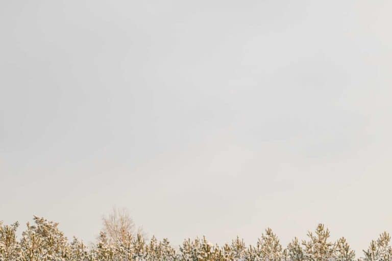 guepe de terre identifier gerer et proteger votre jardin en toute securite 1