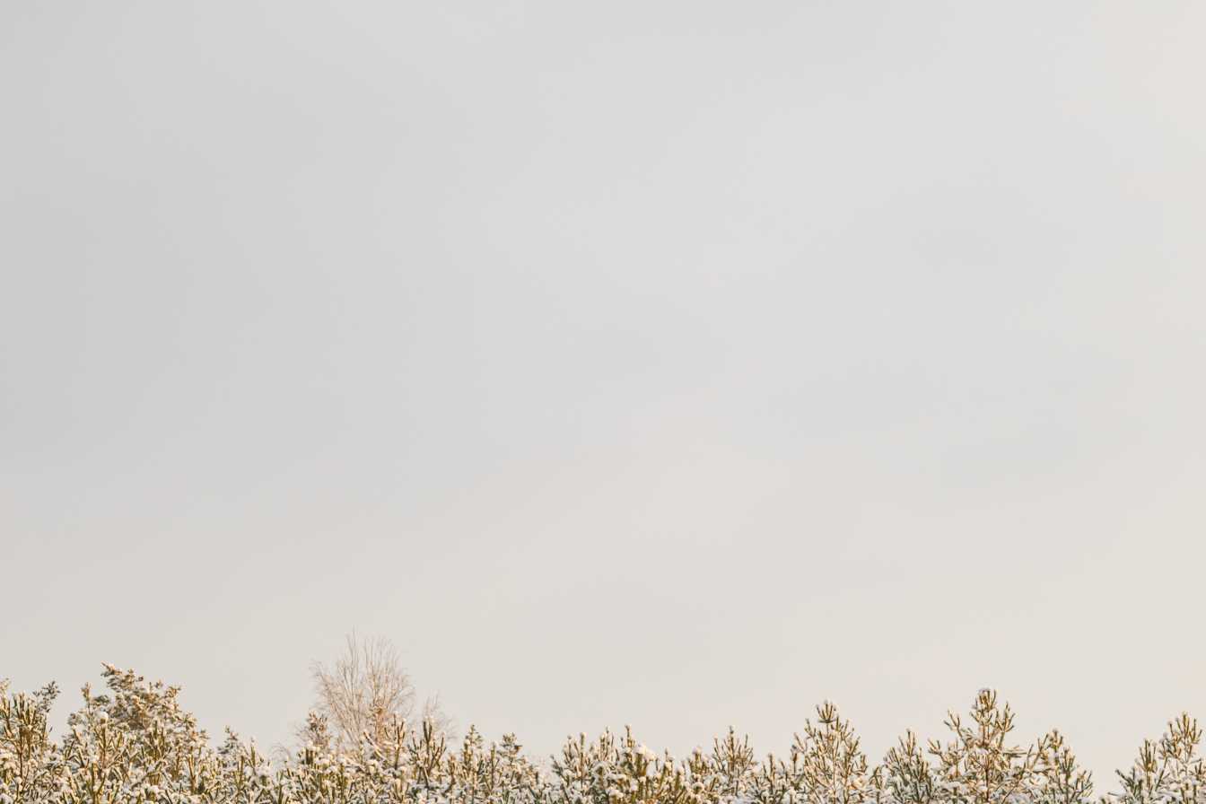 guepe de terre identifier gerer et proteger votre jardin en toute securite 1