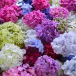 hortensia guide complet pour cultiver et entretenir ces fleurs majestueuses 1