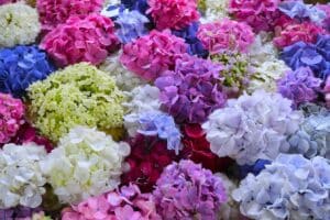 hortensia guide complet pour cultiver et entretenir ces fleurs majestueuses 1