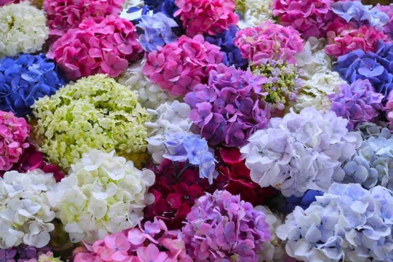 hortensia guide complet pour cultiver et entretenir ces fleurs majestueuses 1