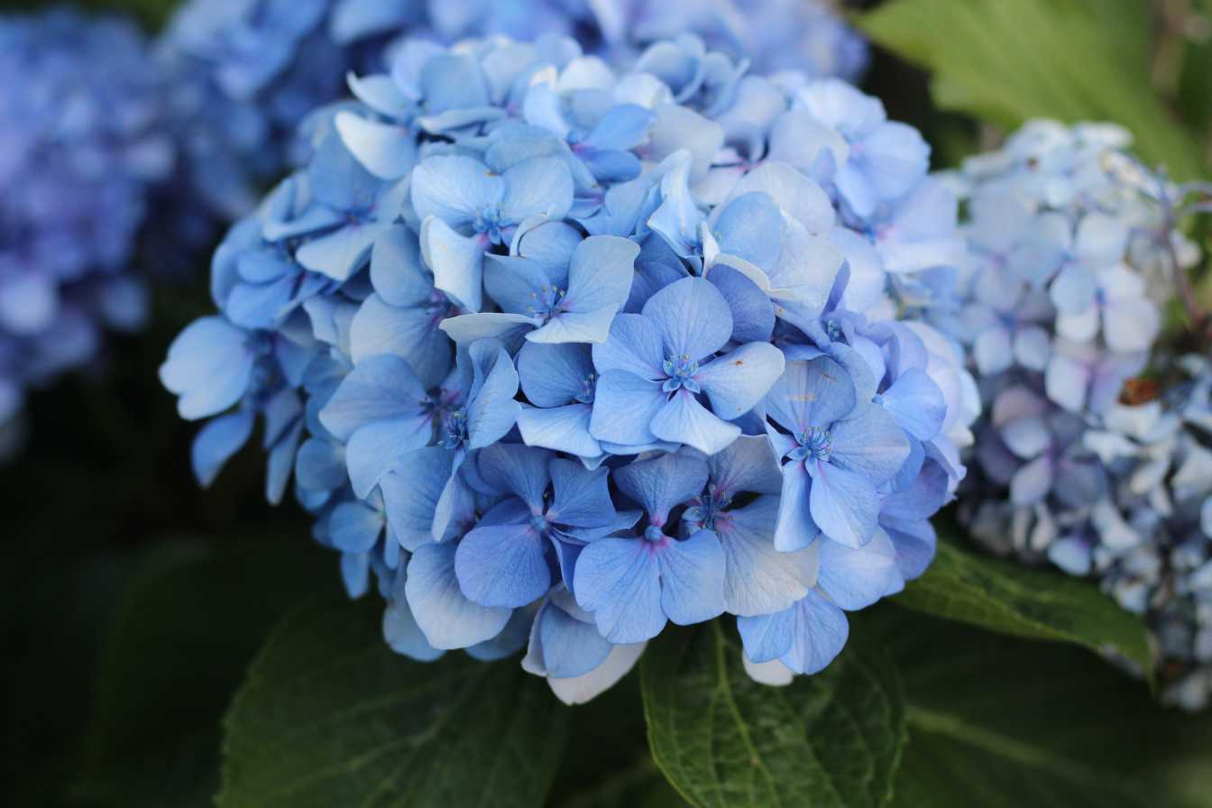 hortensia-guide-complet-pour-cultiver-et-entretenir-ces-fleurs-majestueuses-2