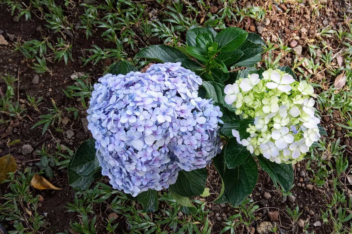 hortensia-guide-complet-pour-cultiver-et-entretenir-ces-fleurs-majestueuses-3
