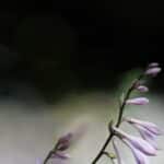 hosta le guide complet pour cultiver cette plante vivace incontournable au jardin 1