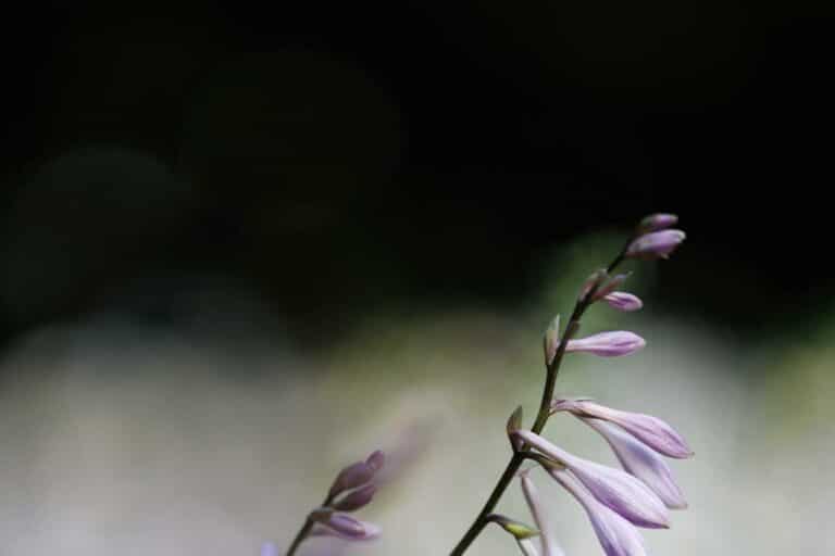 hosta le guide complet pour cultiver cette plante vivace incontournable au jardin 1