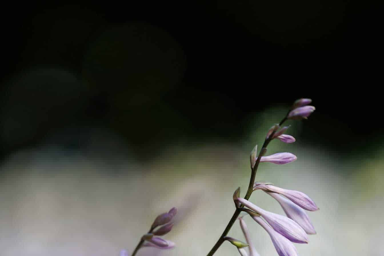 hosta le guide complet pour cultiver cette plante vivace incontournable au jardin 1