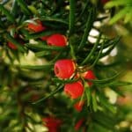if taxus baccata en jardiniere comment planter et entretenir votre conifere 1