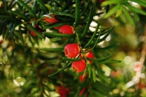 if taxus baccata en jardiniere comment planter et entretenir votre conifere 1