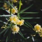 laurier rose feuilles jaunes 7 causes et solutions pour sauver votre plante 1