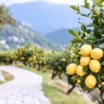 maladie citronnier identifier prevenir et traiter les 10 problemes les plus frequents 1