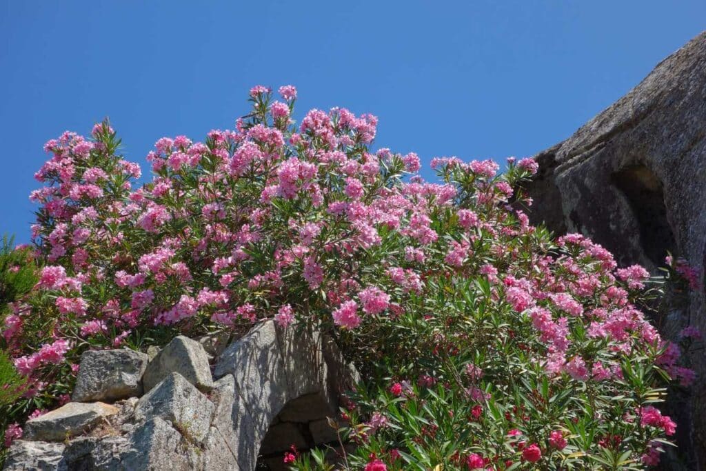 maladie laurier rose comment identifier et soigner votre plante 1