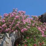 maladie laurier rose comment identifier et soigner votre plante 1