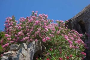 maladie laurier rose comment identifier et soigner votre plante 1