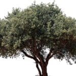 maladie olivier 8 maladies et parasites qui menacent vos arbres solutions naturelles 1
