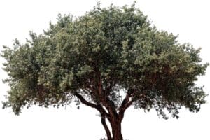 maladie olivier 8 maladies et parasites qui menacent vos arbres solutions naturelles 1