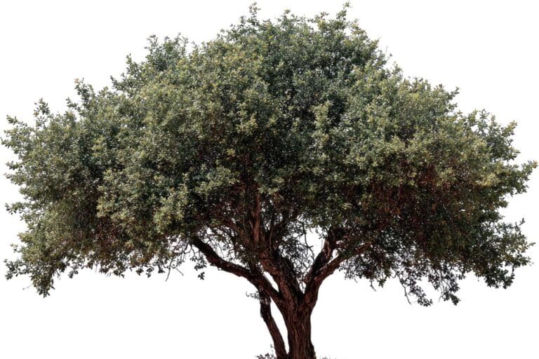 maladie olivier 8 maladies et parasites qui menacent vos arbres solutions naturelles 1
