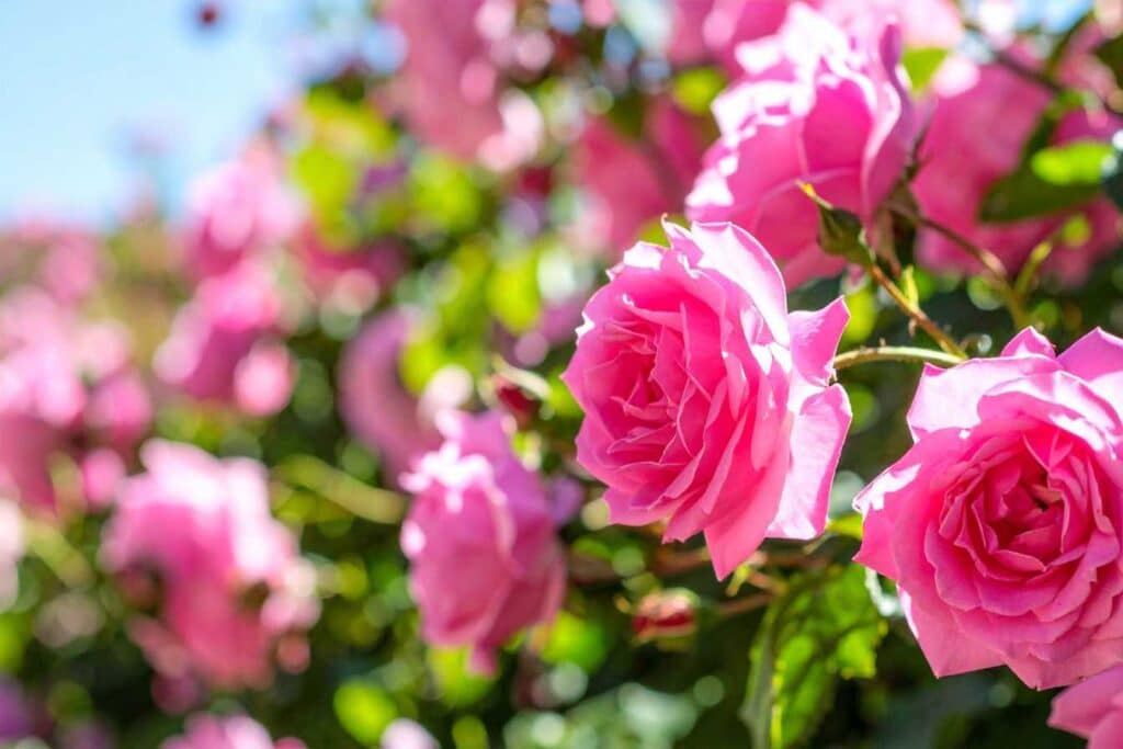 maladies des rosiers guide complet pour identifier et soigner vos roses 1