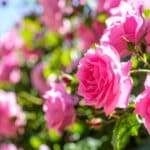 maladies des rosiers guide complet pour identifier et soigner vos roses 1