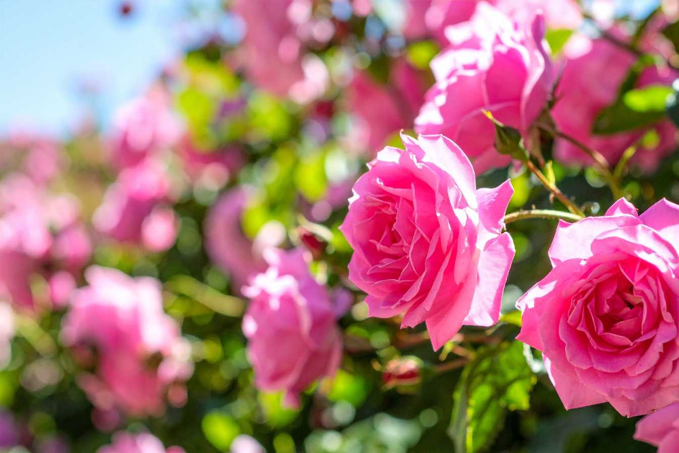 maladies des rosiers guide complet pour identifier et soigner vos roses 1