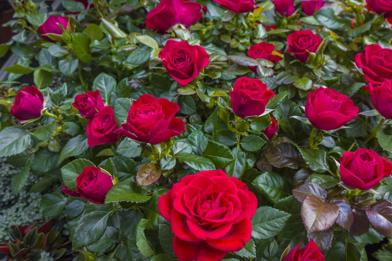 maladies-des-rosiers-guide-complet-pour-identifier-et-soigner-vos-roses-3