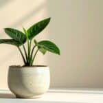 que planter dans un pot haut et etroit 1 1