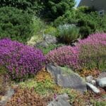 sans arrosage plein soleil fleurs resistant au soleil 1