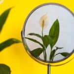 spathiphyllum feuilles jaunes 1