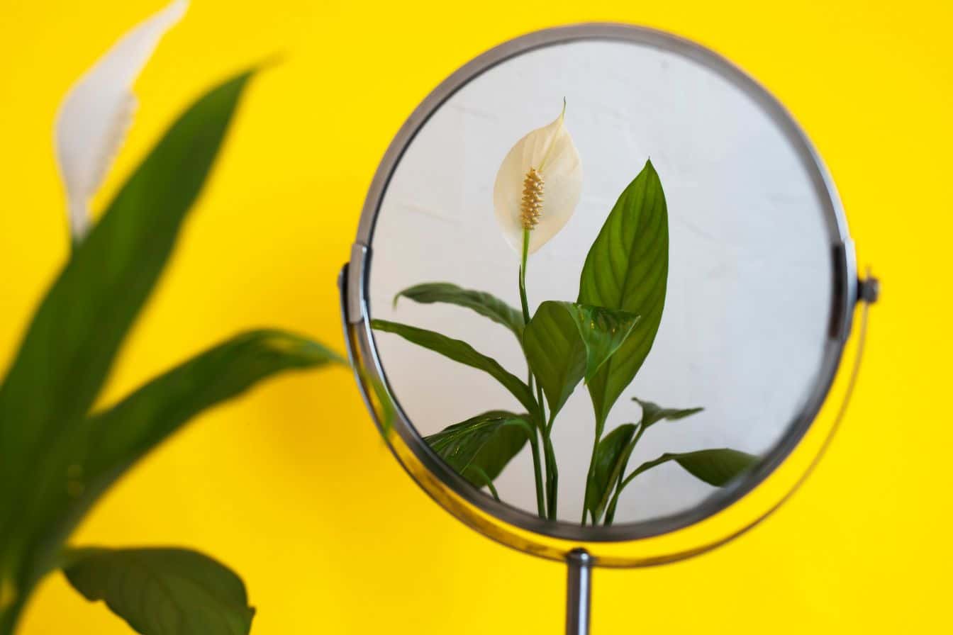 spathiphyllum feuilles jaunes 1